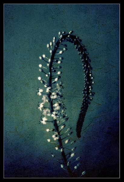 200 - later flowering - GOLDIN LEONID - israel.jpg